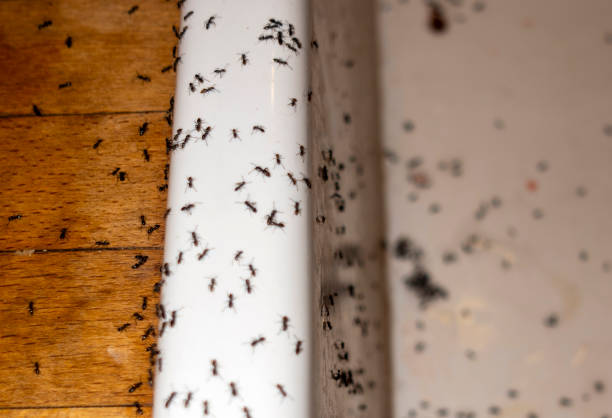 Wasp Removal Services in Malta, MT